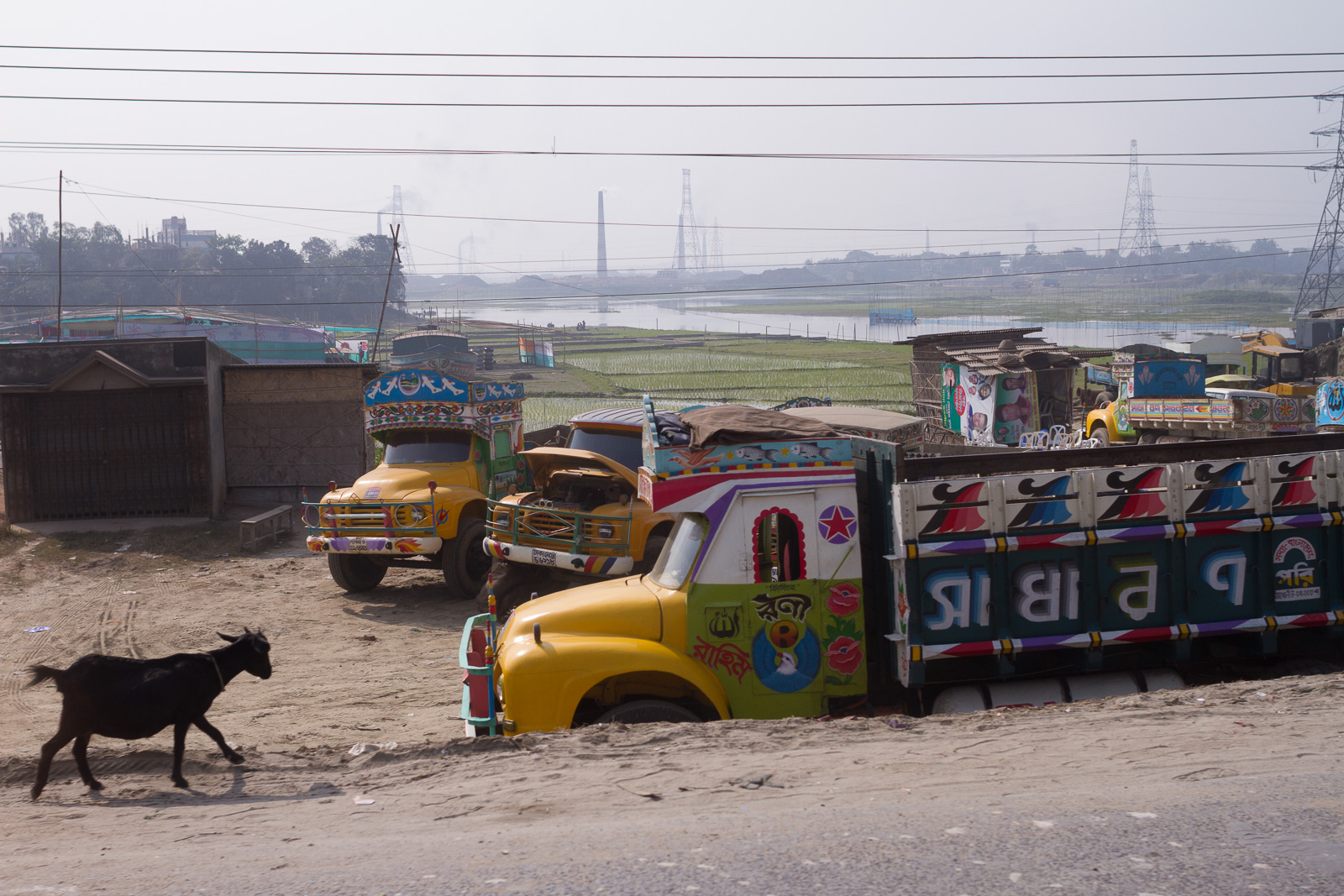 Colorful yellow trucks near rice fields in Dhaka, Bangladesh